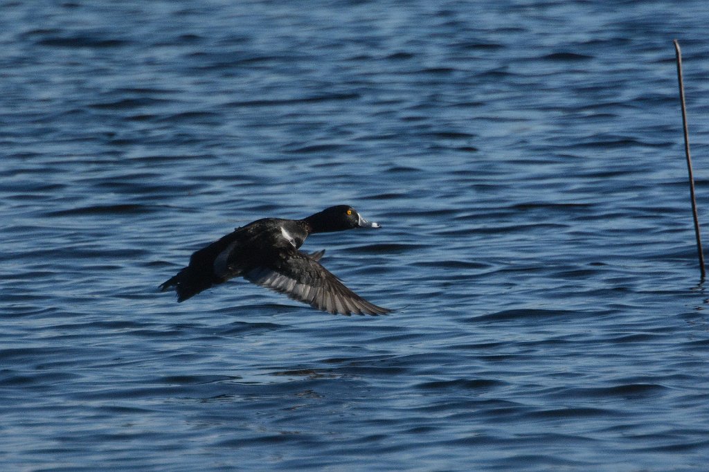 Duck, Ring-necked, 2015-02014031 Alligator Lake Recreation Area, FL.JPG - Ring-necked Duck in flight. Alligator Lake Recreation Area, Lake City, FL, 2-1-2015